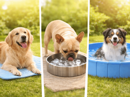 夏天怎麼防止毛孩中暑?必學降溫照護重點一次搞懂 夏天怎麼防止毛孩中暑?必學降溫照護重點一次搞懂
